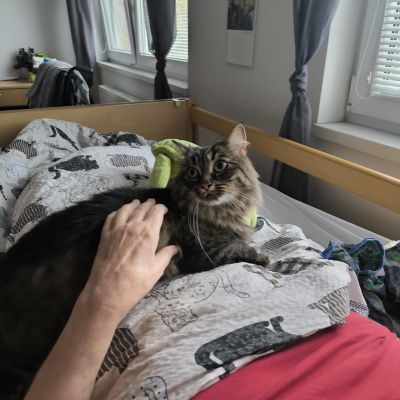 Amatérská felinoterapie